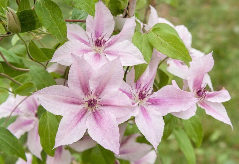 Clematis 'Pink Fantasy' (Late LargeFlowered Clematis)